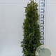 Thuja occ. 'Brabant' 200-225 cm 20L