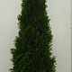 Thuja occ. 'Smaragd' 175-200 cm 20L