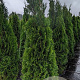 Thuja occ. 'Smaragd' 175-200 cm 20L