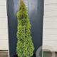 Thuja occ. 'Smaragd' 200-225 cm 25L