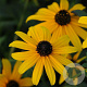 Rudbeckia f. 'Pot of Gold' GM P9