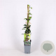 Trachelospermum jasminioides 'Star of Sicily' 70 cm 2,0L