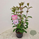 Viburnum bodn. 'Charles Lamont' 60-80 cm 5,0L