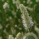 Sanguisorba 'Burr Blanc' GM P9