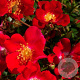 Rosa (H) Scarlet Meidiland A kwaliteit C1.5 eigen wortel