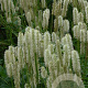 Sanguisorba canadensis GM P9