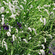 Sanguisorba 'Figaro' GM P9
