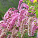 Sanguisorba hakusanensis GM P9