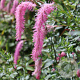 Sanguisorba h. 'Lilac Squirrel' GM P9