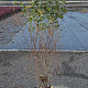Cornus kousa 100-125 cm met kluit