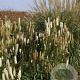 Sanguisorba obtusa 'Alba' GM P9