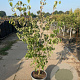 Cornus k. 'Robert's Selectie' 125-150 cm 20L