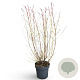 Cornus sang. 'Midwinter Fire' 100-125 cm 12L