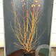 Cornus sang. 'Midwinter Fire' 125-150 cm 12L