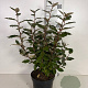 Elaeagnus ebb. 'Compacta' 50-60 cm 5,0L