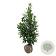 Prunus l. 'Caucasica' 125-150 cm met kluit