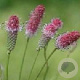 Sanguisorba o. 'Pink Tanna' GM P9