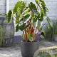 Colocasia esc. 'Hawaiian Punch' GM c20