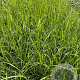 Pennisetum orientale GM 2,0L