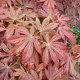 Acer palmatum 'Fior d'Arancio' 100-125 cm 20L