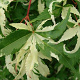 Acer palmatum 'Oridono-nishiki' 100-125 cm 20L