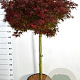 Acer palmatum 'Shaina' 60 cm stam 20L