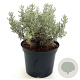 Santolina chamaecyparissus 20-30 cm 2,0L