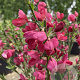 Cytisus scoparius 'Boskoop Ruby' 80-100 cm 20L