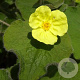 Saruma henryi GM P9