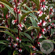 Sarcococca hookeriana 'Purple Stem' 60-80 cm 20L breed