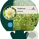Scabiosa ochroleuca GM P9