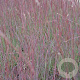 Schizachyrium sc. 'Red Frost' GM P9