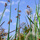 Schoenoplectus lacustris GM P9