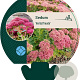 Sedum 'Herbstfreude' GM P9