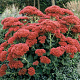Sedum 'Herbstfreude' GM P9