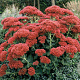 Sedum 'Herbstfreude' GM P9