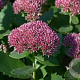 Sedum 'Herbstfreude' GM P9