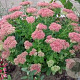 Sedum 'Herbstfreude' GM P9
