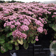 Sedum 'Matrona' GM P9