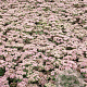 Sedum 'Matrona' GM P9