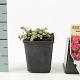 Sedum spurium 'Splendens' GM P9