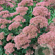 Sedum telep. 'Indian Chief' GM P9