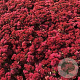 Sedum telep. 'Marina' GM P9