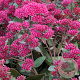 Sedum 'Thunderhead' GM P9