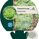 Sempervivum ciliosum borisii GM P9