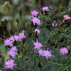 Serratula seoanei GM P9