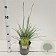 Sesleria autumnalis 25-30 cm 2,5L
