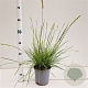 Sesleria autumnalis 25-30 cm 2,5L