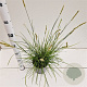 Sesleria autumnalis 25-30 cm 2,5L