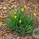 Sisyrinchium californicum GM P9